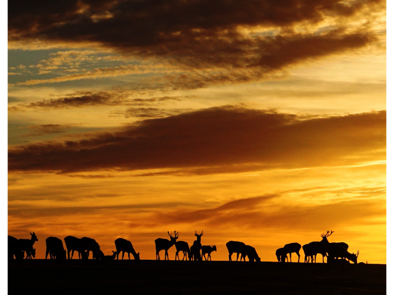 First prize: Sean Clarke "Christmas Day 2020 sunset behind the Red Deer on the hill"